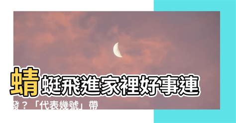 蜻蜓飛來家裡